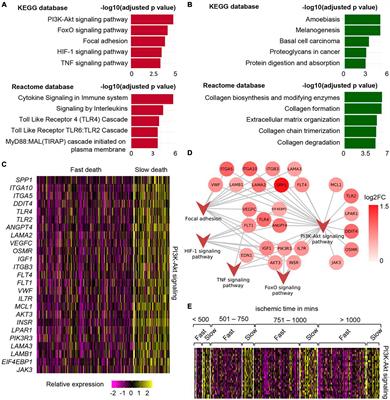 Complexity of human death: its physiological, transcriptomic, and microbiological implications